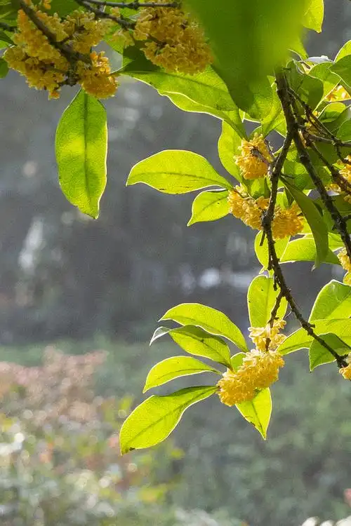 《八月桂花遍地开》