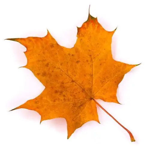 枫叶图片_枫叶高清图片_全景视觉