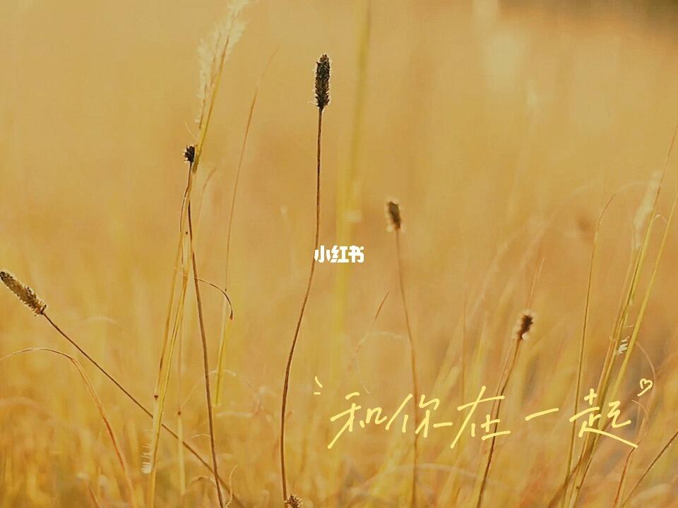 治愈系风景  #高质素材  #稀有素材  #狗尾巴草  #文案 #唯美意境