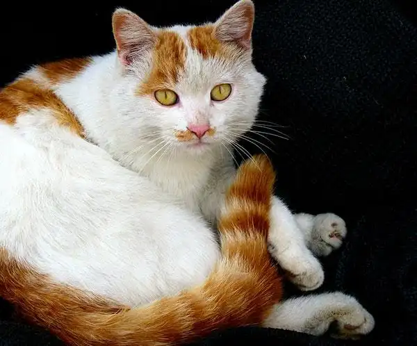 土猫_淘宠网-手机版