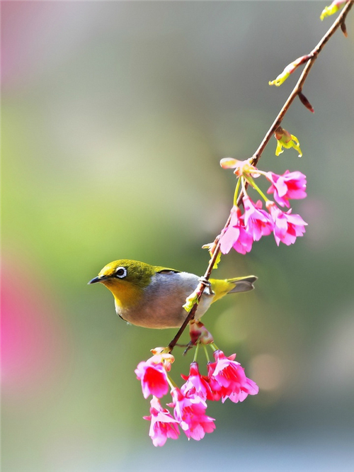 春暖花开,鸟语花香大自然最美的春天!