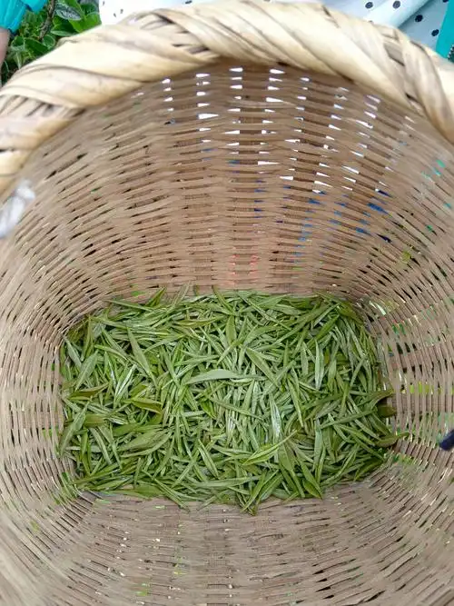 贵州重点项目-湄潭特色油茶食品生产项目可行性研究报告