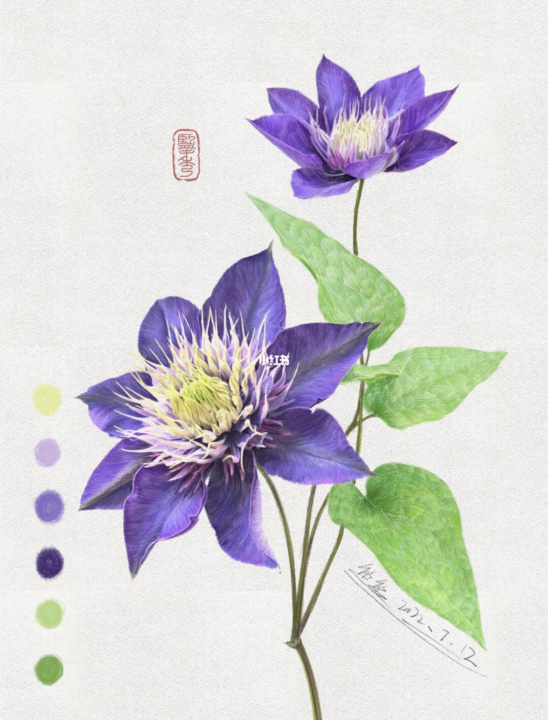 手绘铁线莲图鉴018丨多蓝丨multiblue