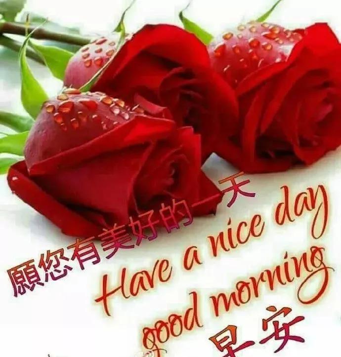 原创寒冷天气清晨早上问候语及关心话早上好图片鲜花带字问候