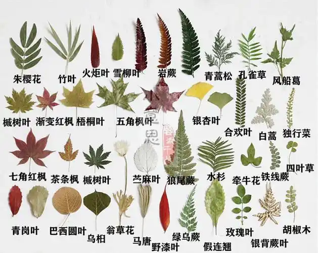 树叶标本 树叶 塑封植物标本大全合集 幼儿园学校亲子手工干花叶子