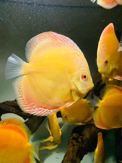 赤瞳黄金七彩神仙七个月记录