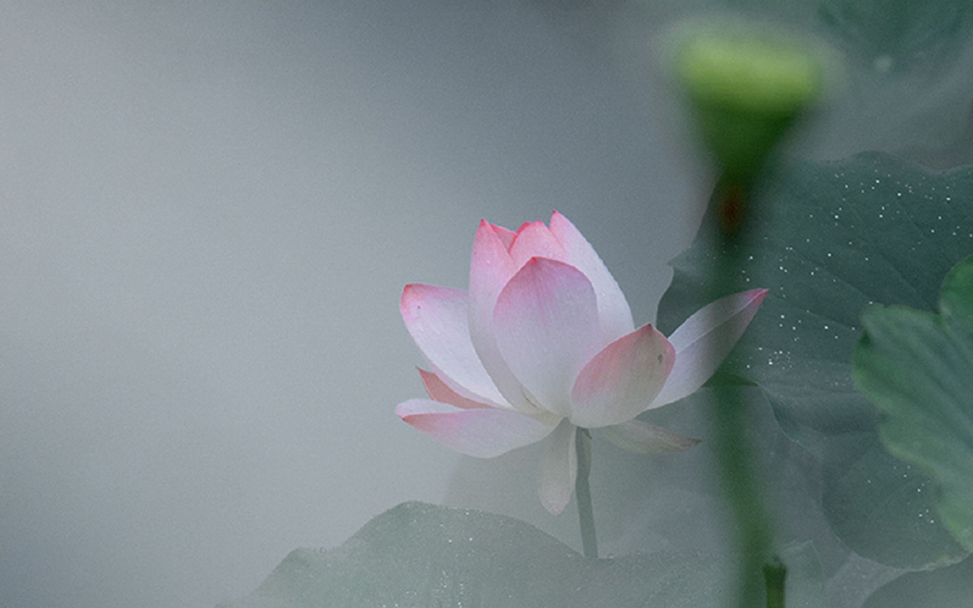 夏荷绿叶清新唯美高清桌面壁纸