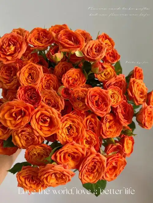 橙色芭比充满了希望和幻想的多头玫瑰