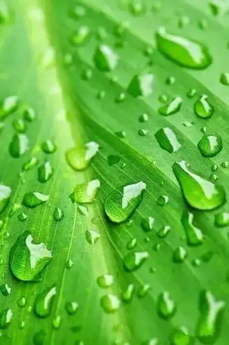 这是高清微信护眼图,可以选一张当聊天背景!献给美友们!