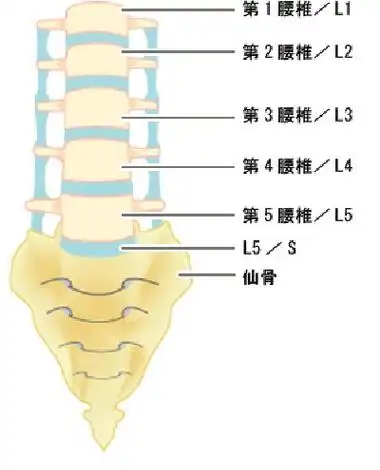 骨盆歪了会影响腰椎1至5节和腿部神经,导致子宫,泌尿系统,生殖器官等