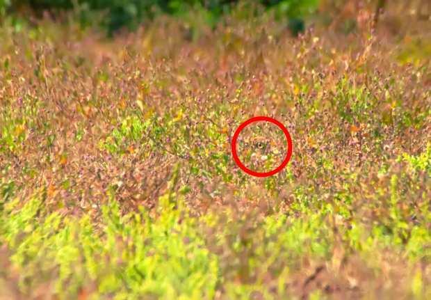 你能发现这些隐藏的动物吗?大自然的伪装堪称一绝,不信你找找