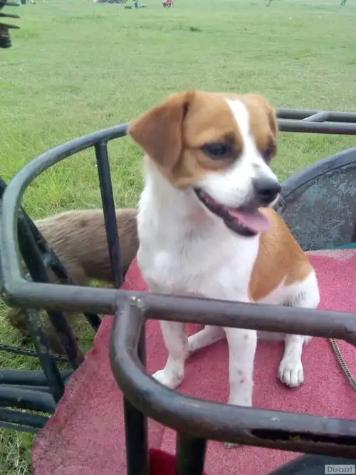 寻狗!3.8日早晨在天桥附近走失黄白花小狗!附图!