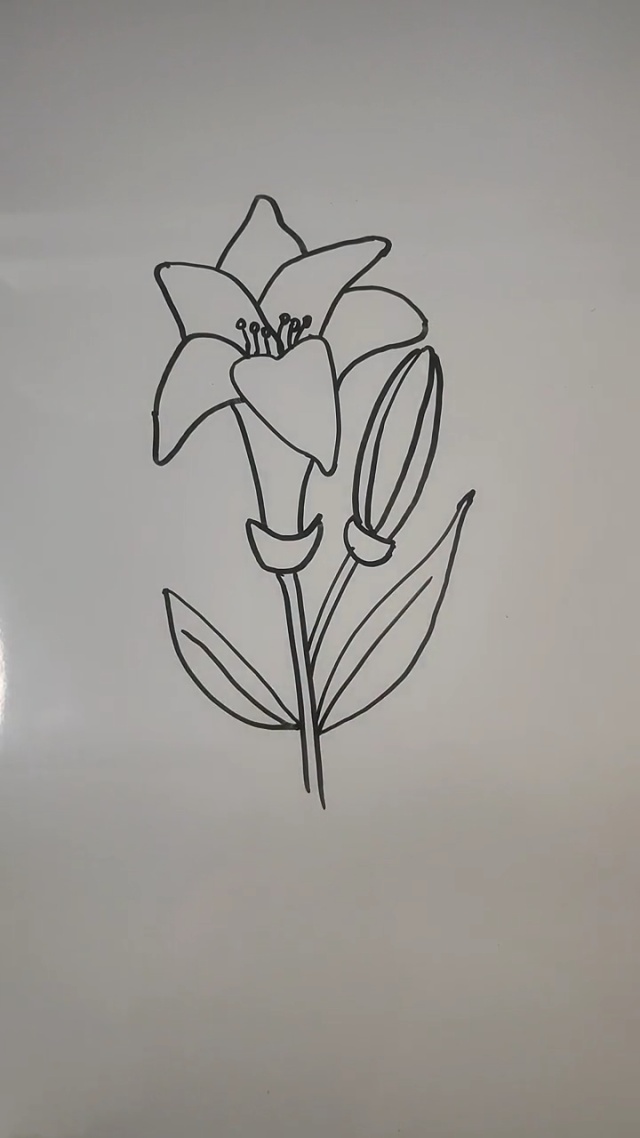 简笔画——一朵百合花