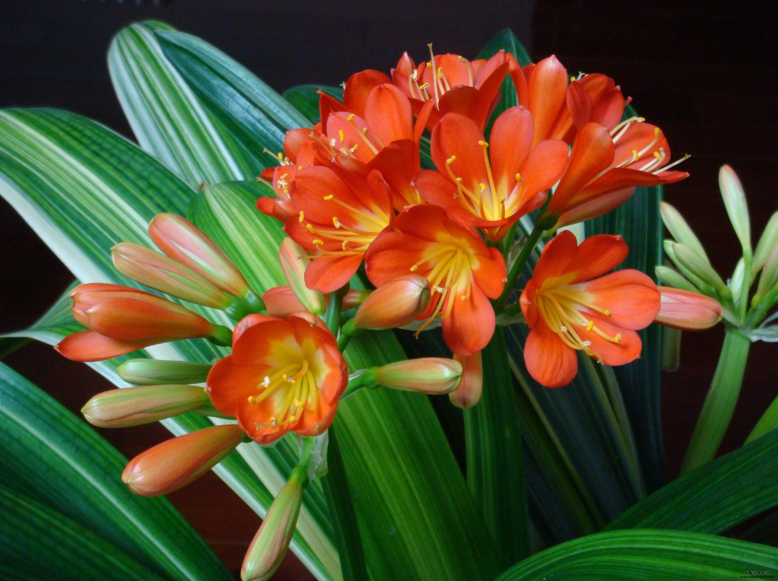 君子兰"夹箭"开不动?学会2招,只要7天,就把花箭拽出来