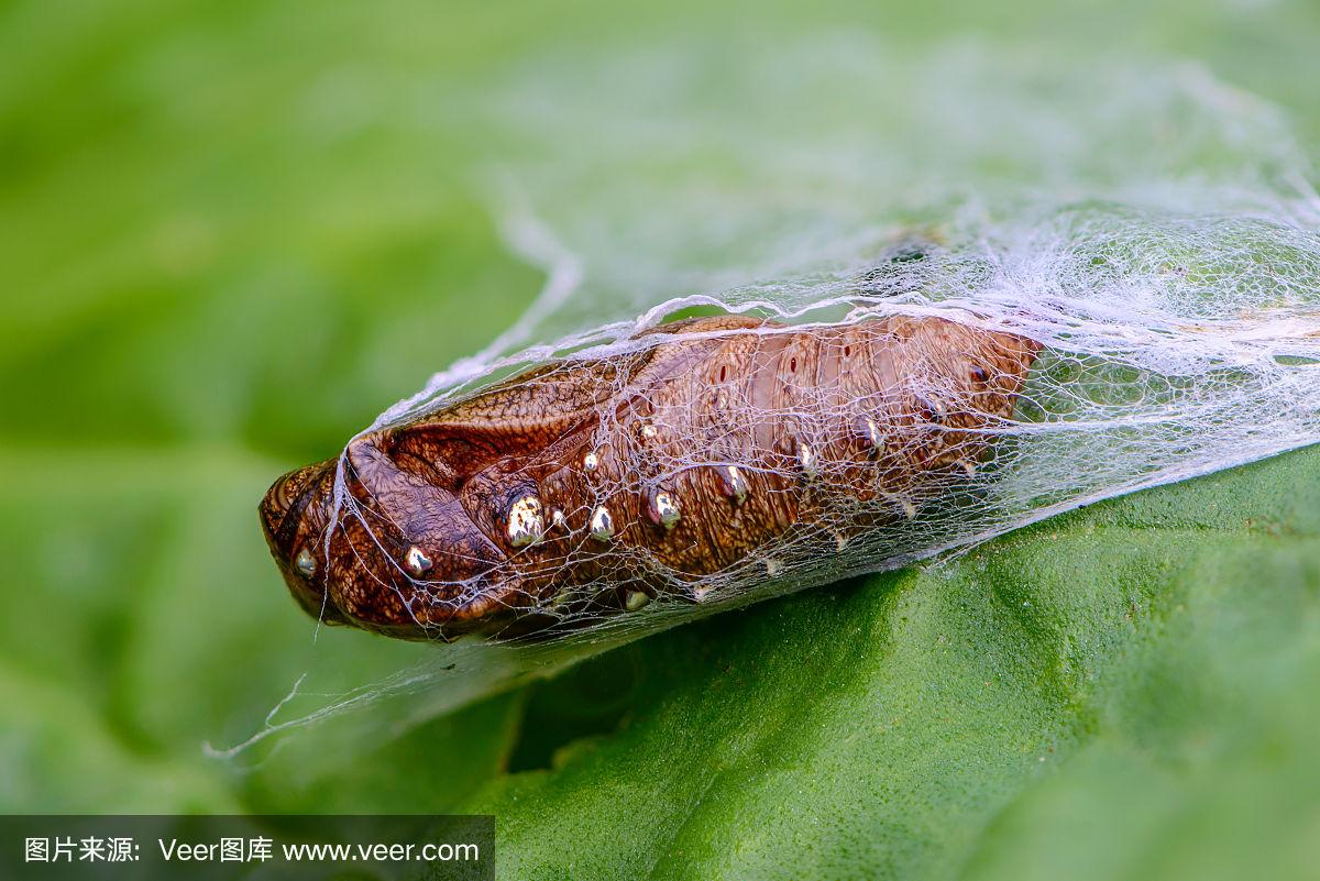 褐色蝴蝶茧,有金色的点