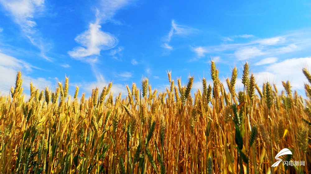 麦浪滚滚单县小麦进入成熟期一片金光