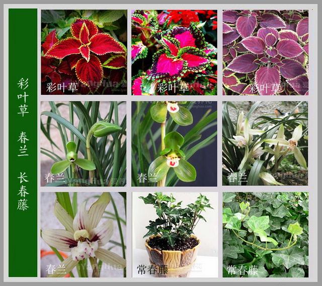 常见的花名字及图片,100种花名图册,收藏起来慢慢看,从此认花不求人?