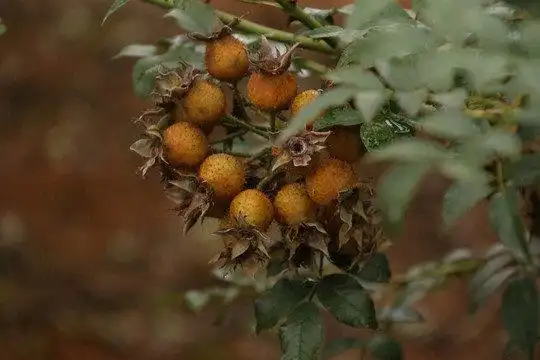 金灿灿的果实美滋滋的日子安顺金刺梨