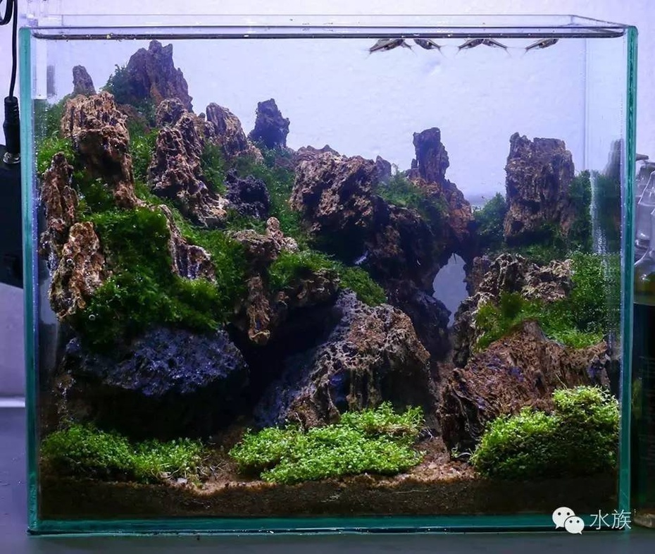 30小缸造景来袭超赞