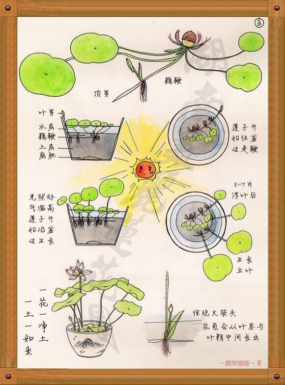 碗莲莲子繁殖及后期管理