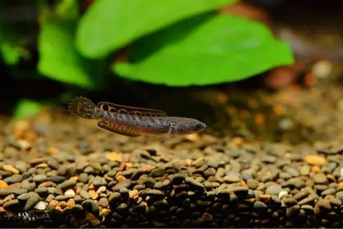 班加罗尔酒红雷龙小小的苗子萌萌哒