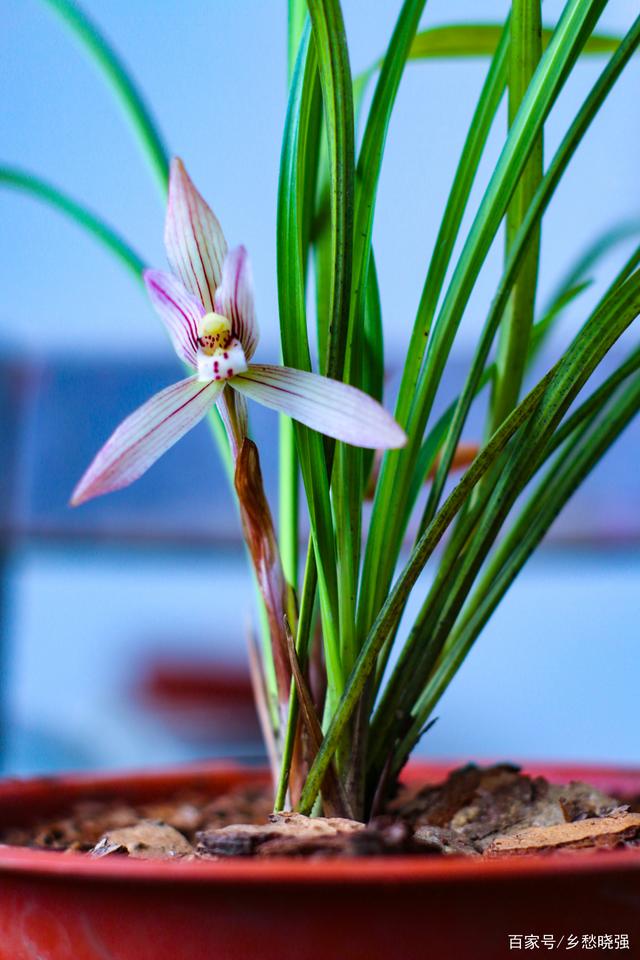 春兰图集大碑瓣超级漂亮