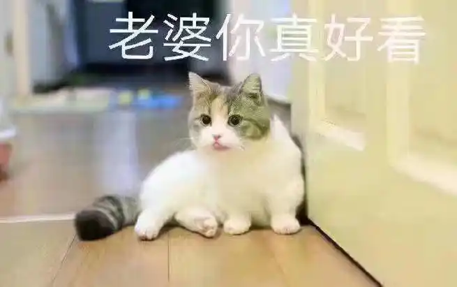 猫咪宠妻表情包系列