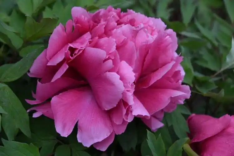 《百花篇》 牡丹花