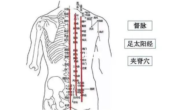 膀胱经在人体的背部, 人体的五脏六腑均可在背部找到对应区域, 如背上