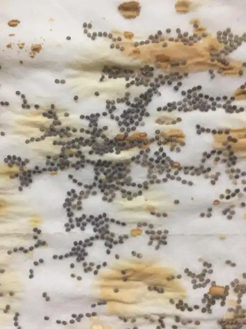 黄可妍的养蚕记