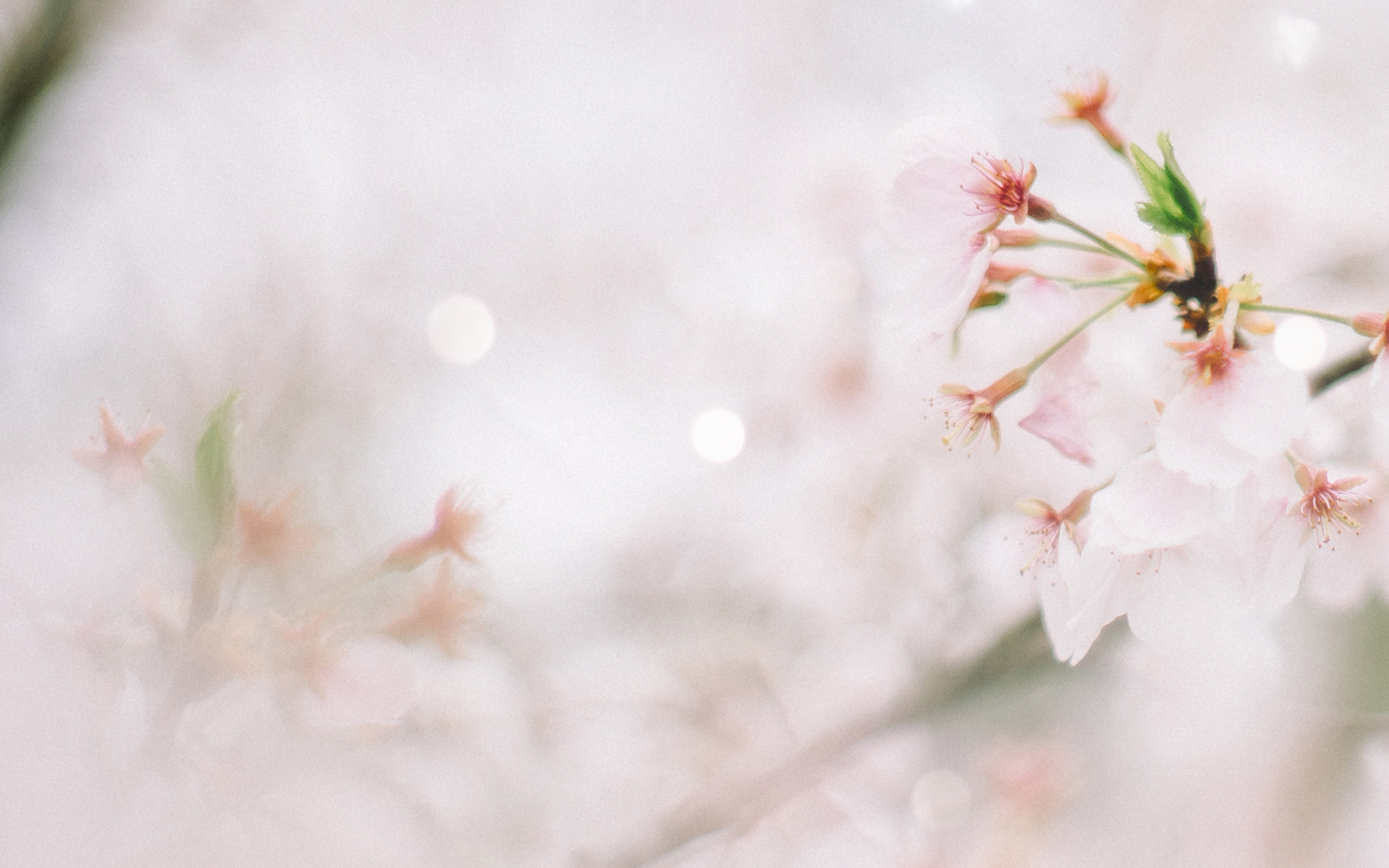 清新简约图片摄影高清桌面壁纸