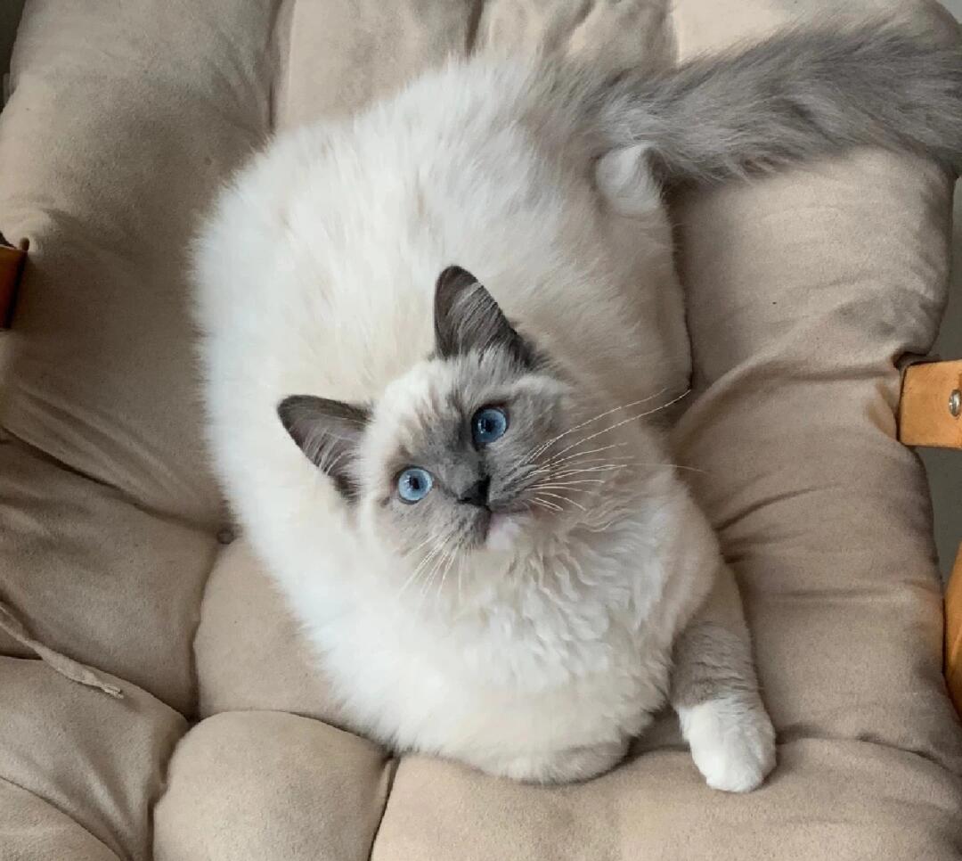 猫咪领养  #重点色布偶