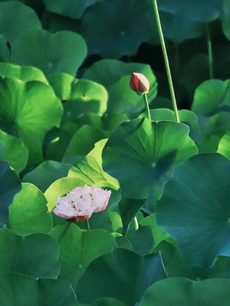 夏日的景色是荷花夏日的意境是晚霞