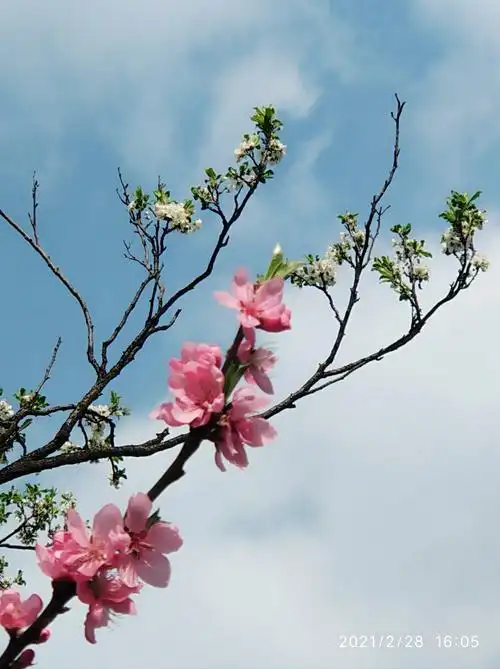 2021年3月春天来到小区里