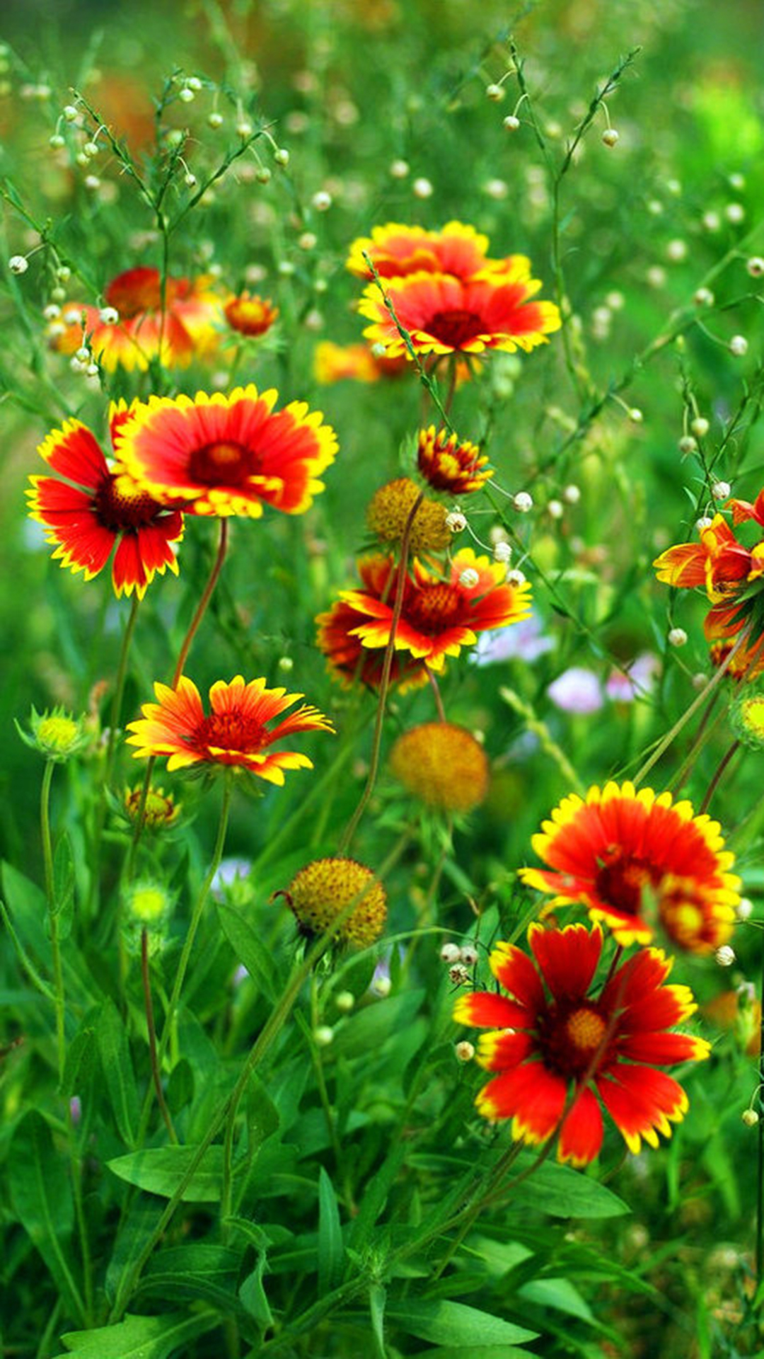 清新护眼花卉图片手机壁纸