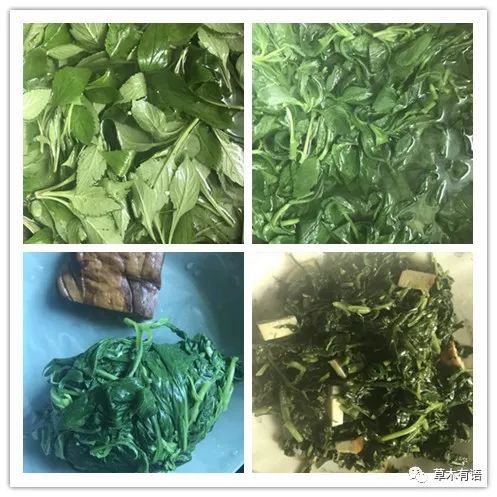 吃野菜系列之白花败酱_孟菜