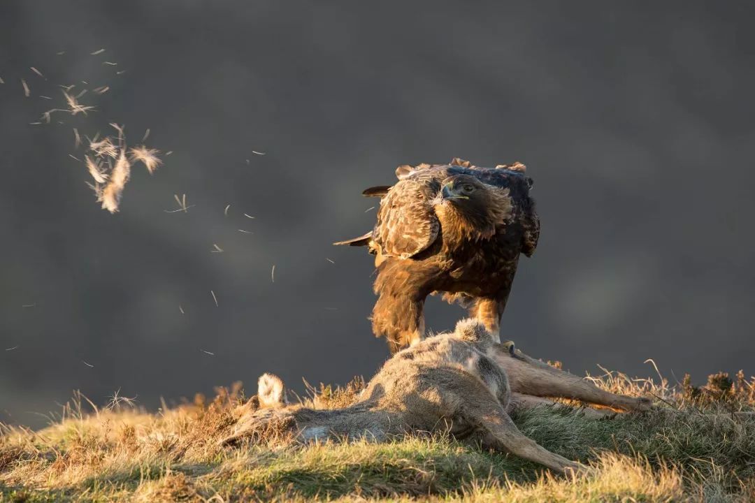 野生动物摄影大片来袭