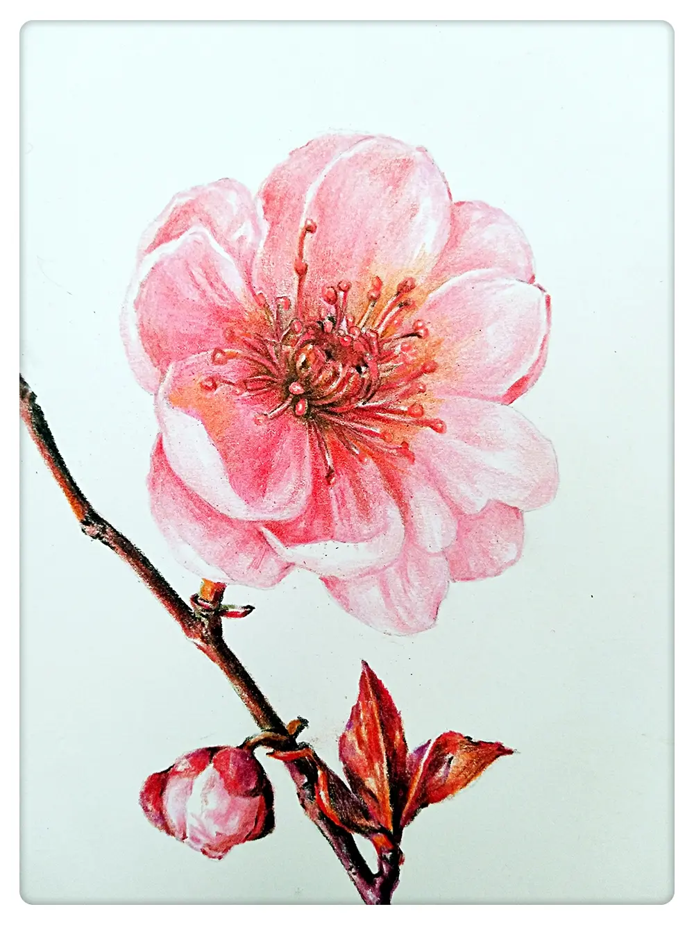 彩铅绘-----梅花