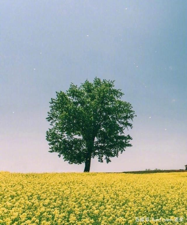 治愈心灵的唯美句子,启迪人生,温暖岁月!