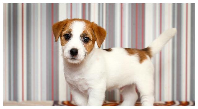 最适合城市养的8种小型犬,不掉毛无异味,不拆家!