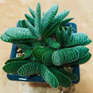 子宝多肉植物花卉元宝花招财绿植小盆栽室内窗台阳台防辐射办公室