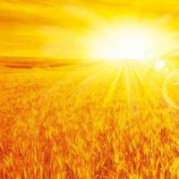 好多人用金黄的麦田头像_微信头像图片大全