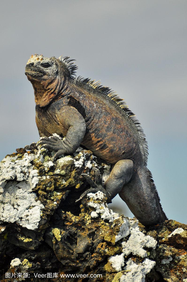 厄瓜多尔加拉帕戈斯群岛的海鬣蜥