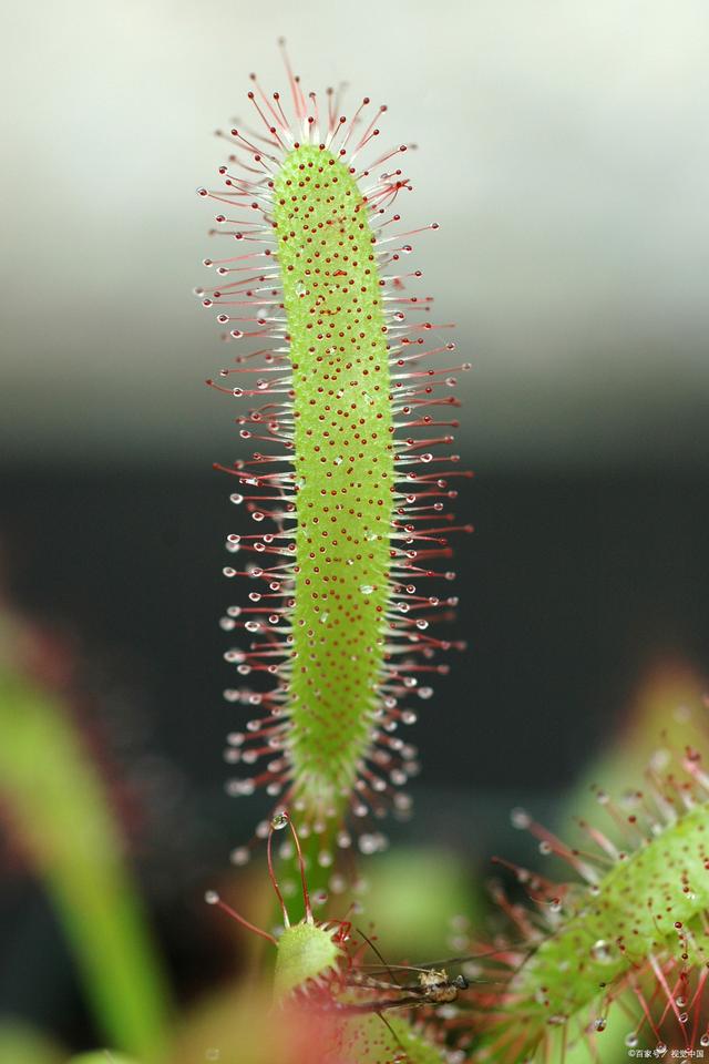 丝叶茅膏菜:神秘的食虫植物之美