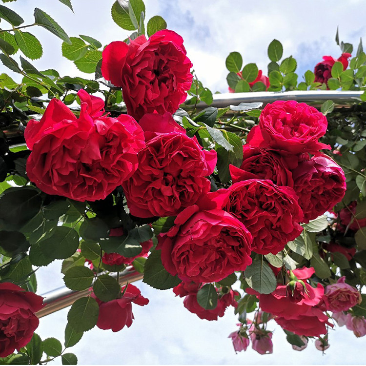 佛罗伦蒂娜爬藤月季月季花花苗盆栽四季开花佛罗伦萨花卉