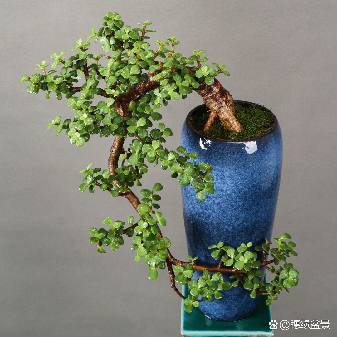 老桩金枝玉叶盆景,水中捞月,小巧而精致的叶片,如图实拍