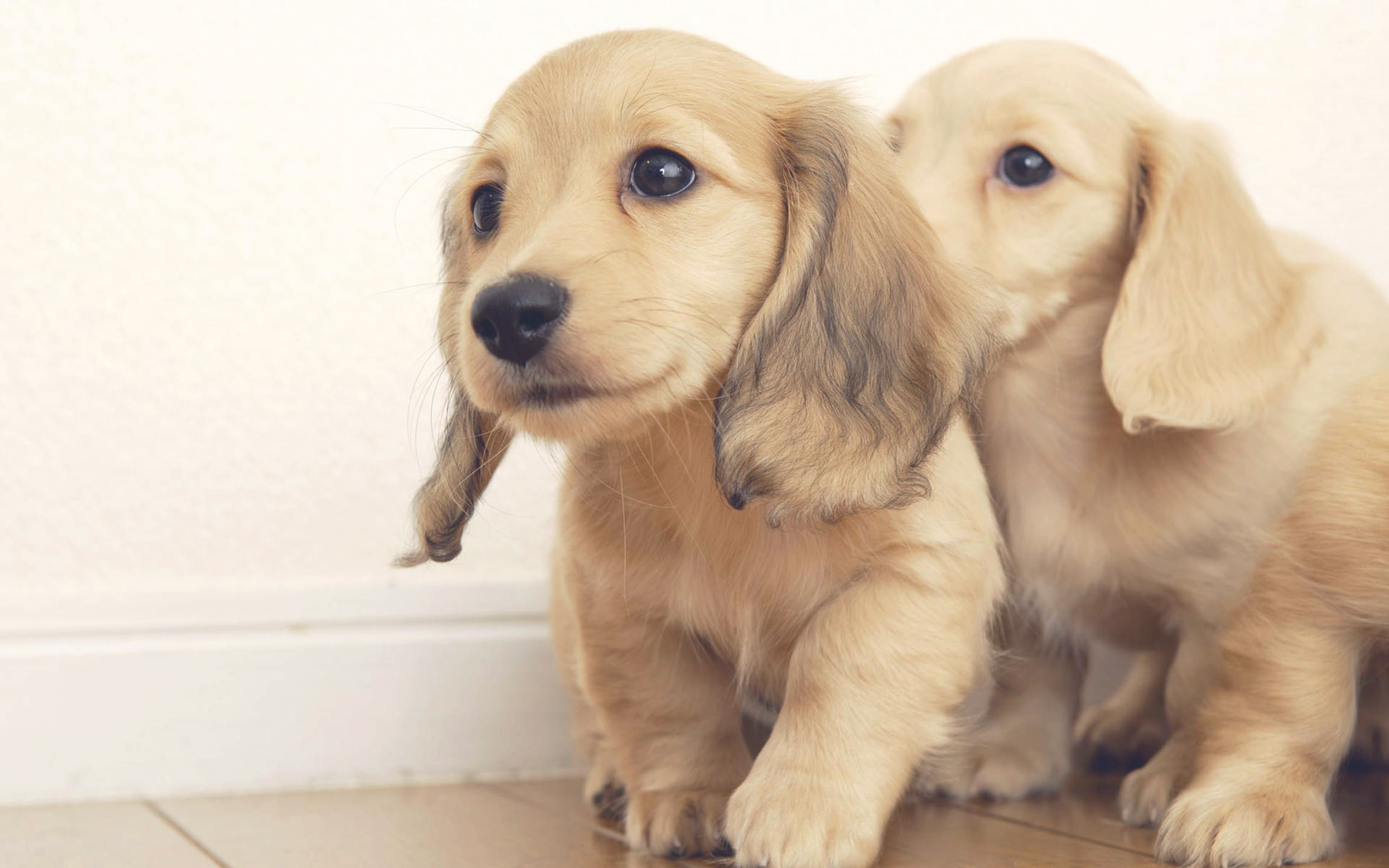 呆萌可爱双胞胎宠物图片桌面壁纸