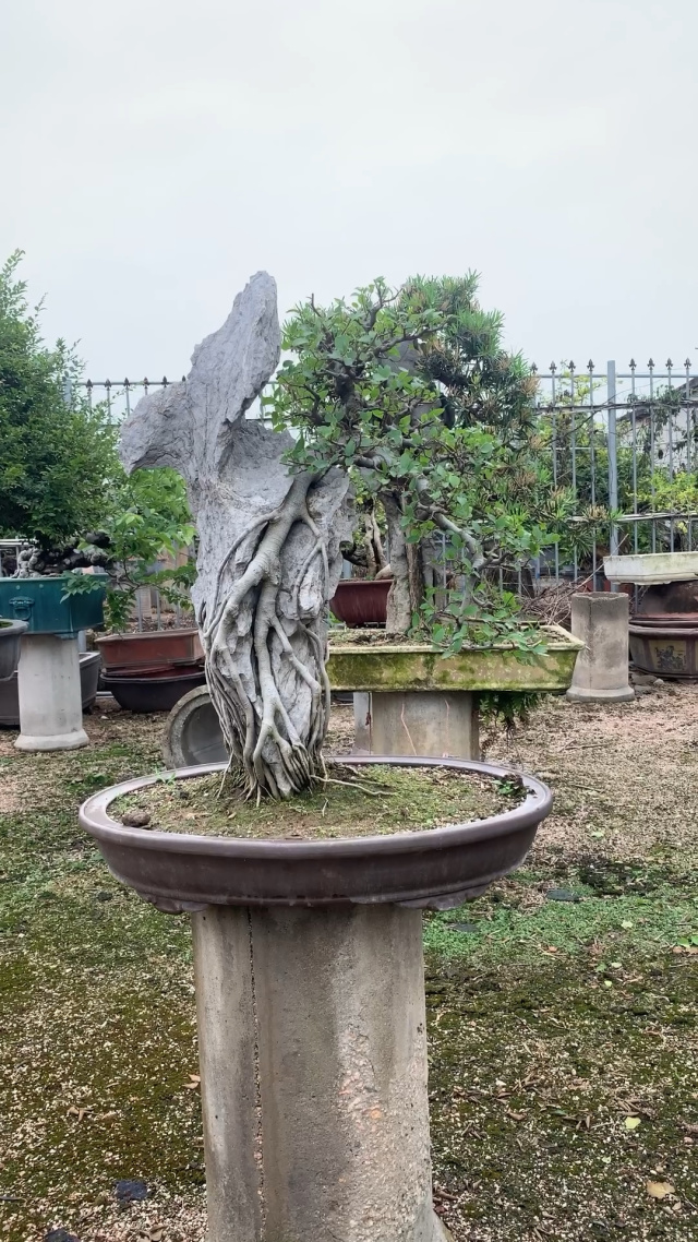 附石朴树 黄金朴树盆景