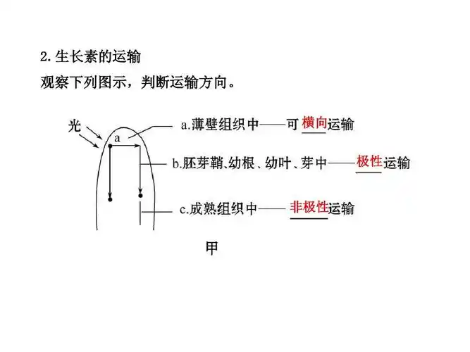1植物的激素调节ppt 2.生长素的运输 观察下列图示,判断运输方向.