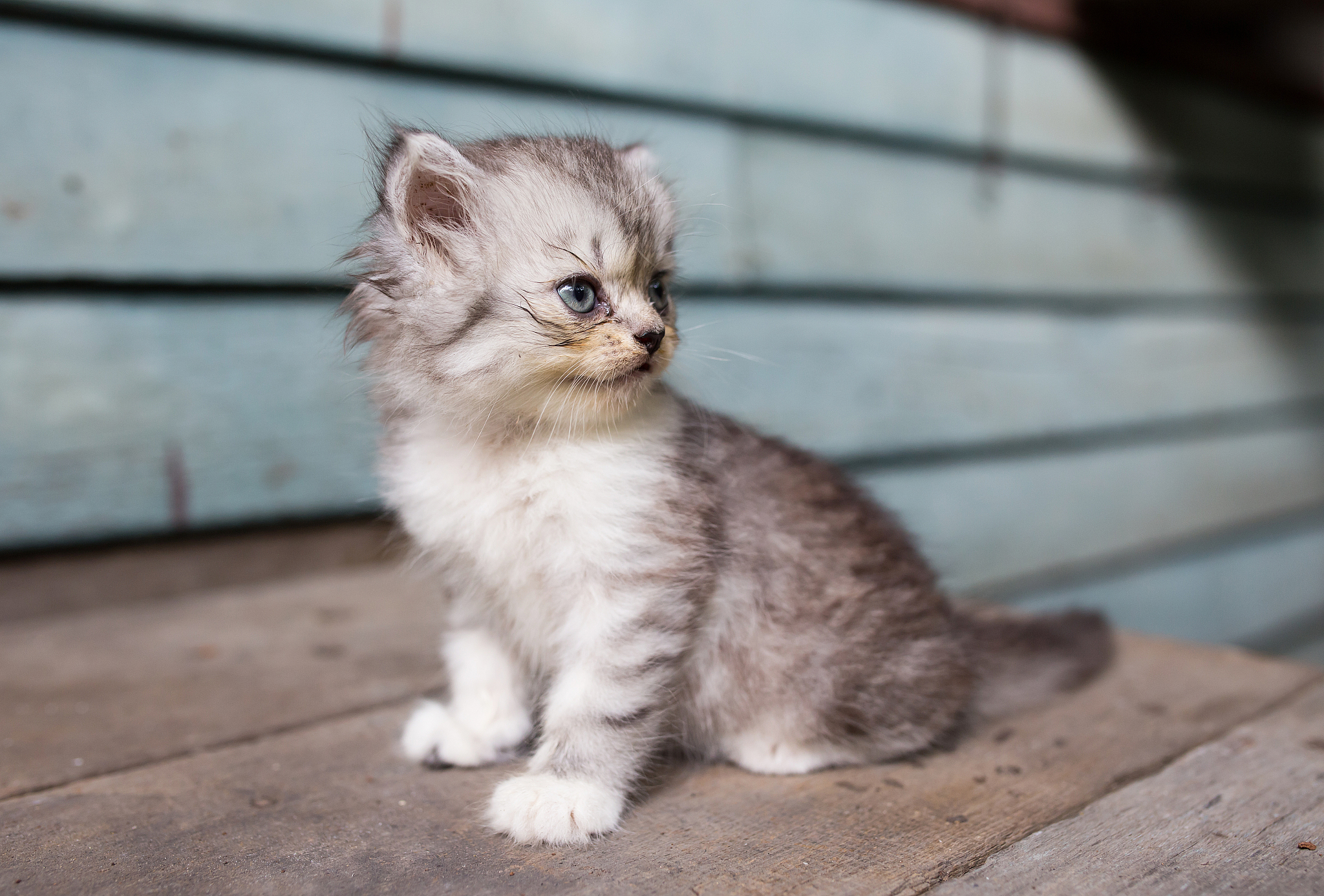 美国卷耳猫:独特魅力的温顺宠物  作为一种相对较新